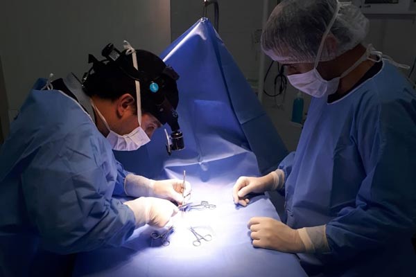 Cirurgião veterinário especialista em hérnia em campinas